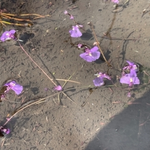 Utricularia dichotoma at Namadgi National Park - 8 Apr 2024 12:04 PM