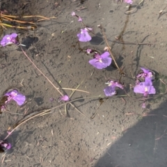 Utricularia dichotoma at Namadgi National Park - 8 Apr 2024
