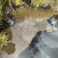 Utricularia dichotoma at Namadgi National Park - 8 Apr 2024