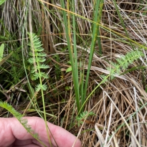 Oreomyrrhis ciliata at Namadgi National Park - 8 Apr 2024 12:33 PM