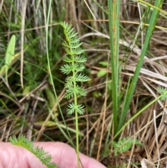 Oreomyrrhis ciliata at Namadgi National Park - 8 Apr 2024 12:33 PM