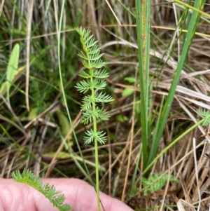 Oreomyrrhis ciliata at Namadgi National Park - 8 Apr 2024 12:33 PM