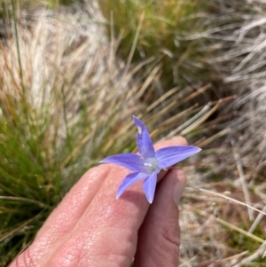 Wahlenbergia ceracea at Namadgi National Park - 8 Apr 2024