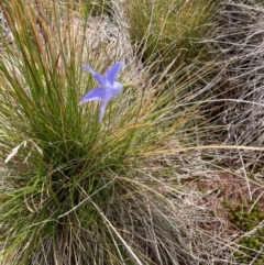 Wahlenbergia ceracea at Namadgi National Park - 8 Apr 2024 12:34 PM