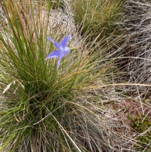 Wahlenbergia ceracea at Namadgi National Park - 8 Apr 2024