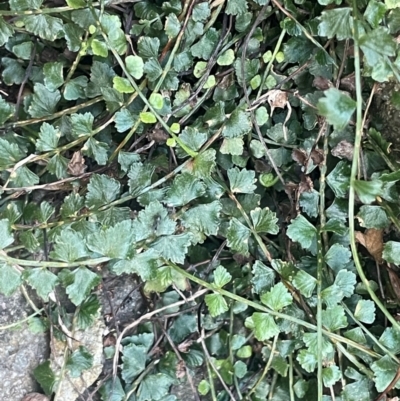 Asplenium flabellifolium (Necklace Fern) at QPRC LGA - 8 Apr 2024 by JaneR