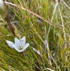 Gentianella muelleriana subsp. jingerensis at Cotter River, ACT - 8 Apr 2024 by nathkay
