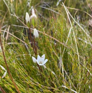 Gentianella muelleriana subsp. jingerensis at Namadgi National Park - suppressed