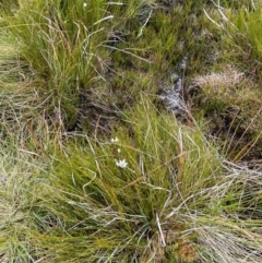 Gentianella muelleriana subsp. jingerensis at Namadgi National Park - suppressed