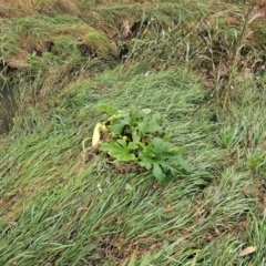 Cucurbita pepo (Pumpkin, Marrow, Squash) at Umbagong District Park - 9 Apr 2024 by Jiggy