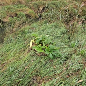 Cucurbita pepo at Umbagong District Park - 9 Apr 2024