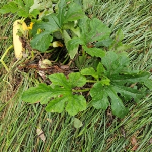 Cucurbita pepo at Umbagong District Park - 9 Apr 2024