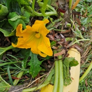 Cucurbita pepo at Umbagong District Park - 9 Apr 2024