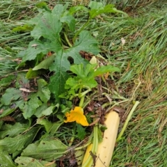 Cucurbita pepo at Umbagong District Park - 9 Apr 2024