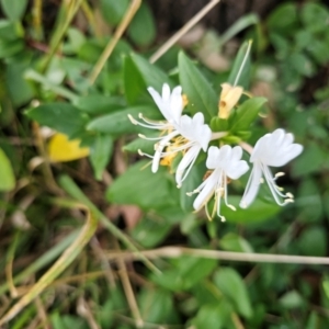 Lonicera japonica at Macgregor, ACT - 9 Apr 2024 09:26 AM