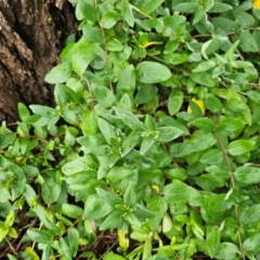 Lonicera japonica at Macgregor, ACT - 9 Apr 2024