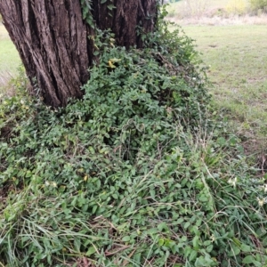 Lonicera japonica at Macgregor, ACT - 9 Apr 2024