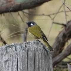 Nesoptilotis leucotis (White-eared Honeyeater) at Hall, ACT - 9 Apr 2024 by Anna123