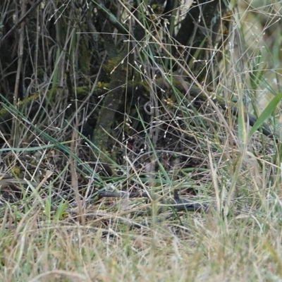 Pyrrholaemus sagittatus (Speckled Warbler) at Hall, ACT - 9 Apr 2024 by Anna123