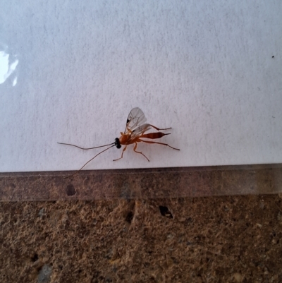 Unidentified Parasitic wasp (numerous families) at Birrigai - 4 Apr 2024 by jac