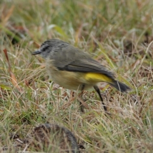 Acanthiza chrysorrhoa at Hall, ACT - 9 Apr 2024