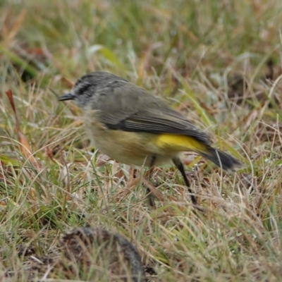 Acanthiza chrysorrhoa (Yellow-rumped Thornbill) at Hall, ACT - 9 Apr 2024 by Anna123