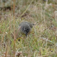 Acanthiza chrysorrhoa at Hall, ACT - 9 Apr 2024