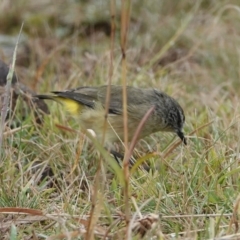 Acanthiza chrysorrhoa at Hall, ACT - 9 Apr 2024