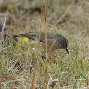 Acanthiza chrysorrhoa at Hall, ACT - 9 Apr 2024