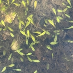 Glossostigma sp. (A Mud-mat) at Booth, ACT - 4 Apr 2024 by JaneR