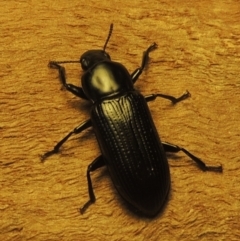 Zophophilus sp. (genus) (Darkling beetle) at Pollinator-friendly garden Conder - 19 Nov 2023 by michaelb