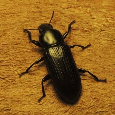 Unidentified Darkling beetle (Tenebrionidae) at Pollinator-friendly garden Conder - 19 Nov 2023 by michaelb
