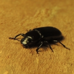 Zophophilus sp. (genus) at Pollinator-friendly garden Conder - 19 Nov 2023