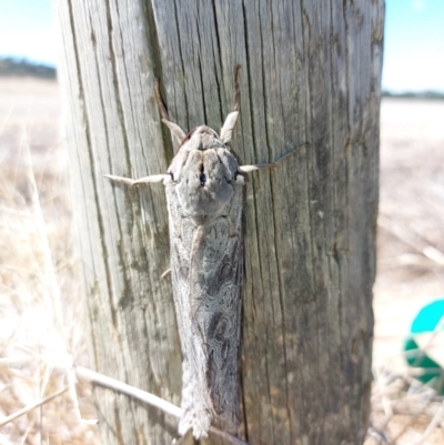 Unidentified Swift and Ghost moth (Hepialidae) at Walla Walla, NSW - 3 Apr 2024 by RobCook