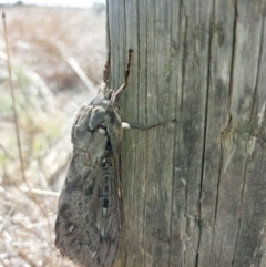 Abantiades marcidus at Walla Walla, NSW - 3 Apr 2024 12:51 PM