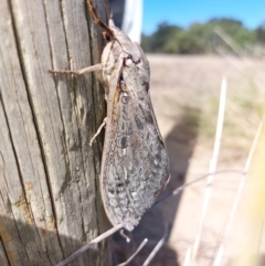Abantiades marcidus at Walla Walla, NSW - 3 Apr 2024 12:51 PM