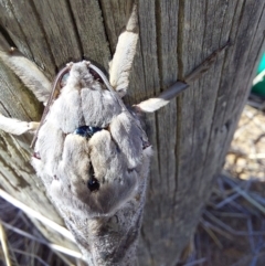 Abantiades marcidus at Walla Walla, NSW - 3 Apr 2024 12:51 PM