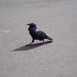 Corvus coronoides at Mount Keira, NSW - 8 Apr 2024 12:35 PM