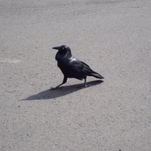 Corvus coronoides at Mount Keira, NSW - 8 Apr 2024