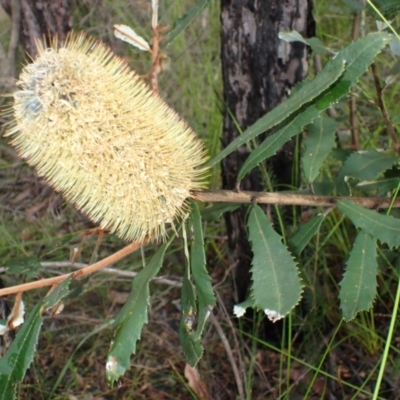 Banksia oblongifolia (Fern-leaved Banksia) at Dharawal National Park - 8 Apr 2024 by plants