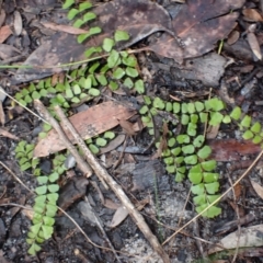 Lindsaea linearis (Screw Fern) at Darkes Forest, NSW - 8 Apr 2024 by plants