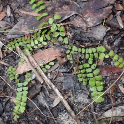 Lindsaea linearis (Screw Fern) at Darkes Forest, NSW - 7 Apr 2024 by plants