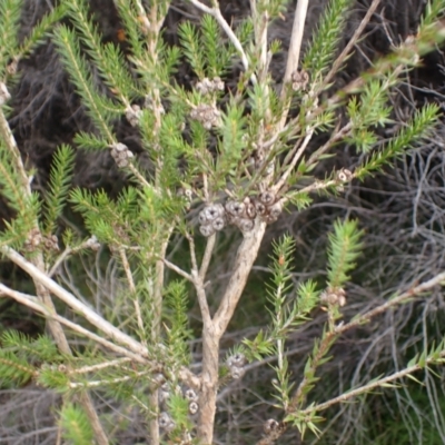 Melaleuca squamea (Swamp Honey-myrtle) at Dharawal National Park - 7 Apr 2024 by plants
