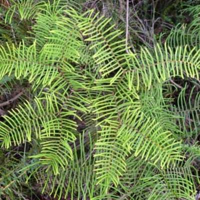 Gleichenia dicarpa (Wiry Coral Fern) at Darkes Forest, NSW - 7 Apr 2024 by plants