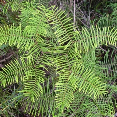 Gleichenia dicarpa (Wiry Coral Fern) at Dharawal National Park - 8 Apr 2024 by plants