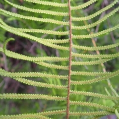 Gleichenia dicarpa at Dharawal National Park - suppressed