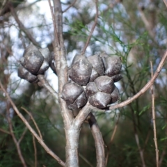 Callitris rhomboidea at Dharawal National Park - 8 Apr 2024