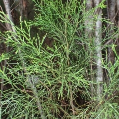 Callitris rhomboidea at Dharawal National Park - 8 Apr 2024