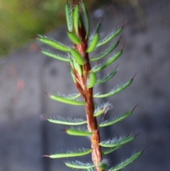 Pultenaea aristata (Bearded Bush-Pea) at Darkes Forest, NSW - 7 Apr 2024 by plants