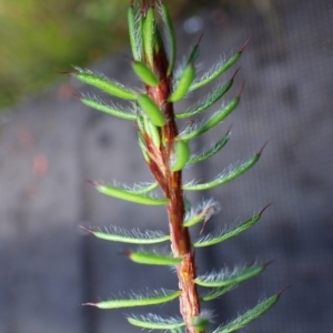 Pultenaea aristata at Dharawal National Park - suppressed